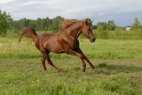 Ståtliga röda arabiska hästen galopp — Stockfoto