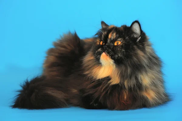 Tortie перського кота на синьому фоні — стокове фото
