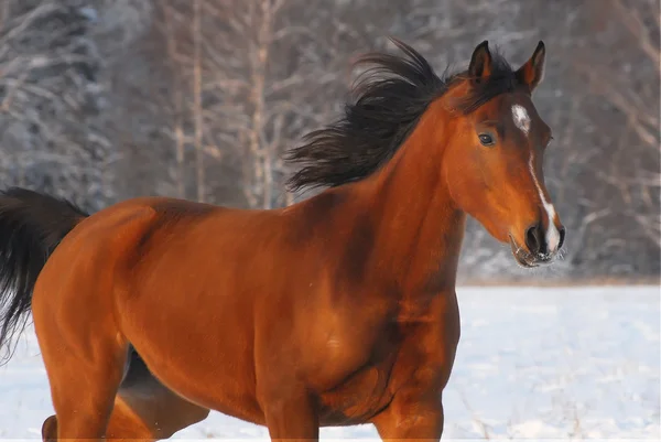 Schönes rotes arabisches Pferd auf winyer — Stockfoto