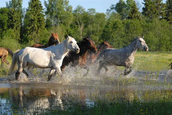 Manada de caballos en salpicaduras —  Fotos de Stock