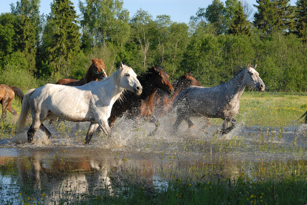 Flock of horses in splashes