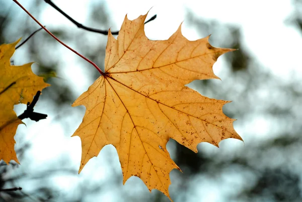 stock image Autumn. Maple yellow leave