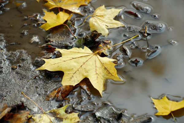 stock image Autumn. Maple yellow leave in dirt