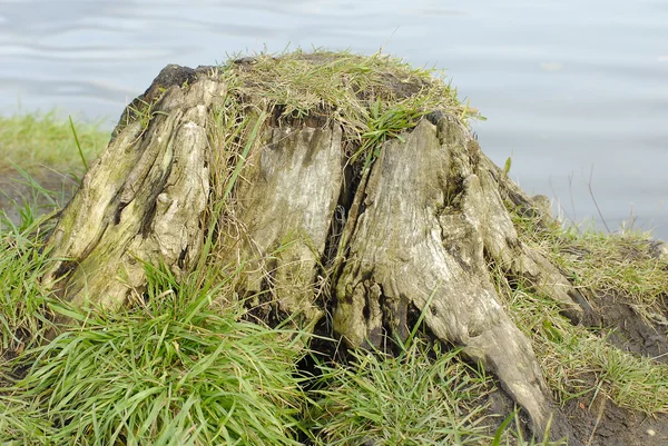 stock image Stumb on the pond's water-side