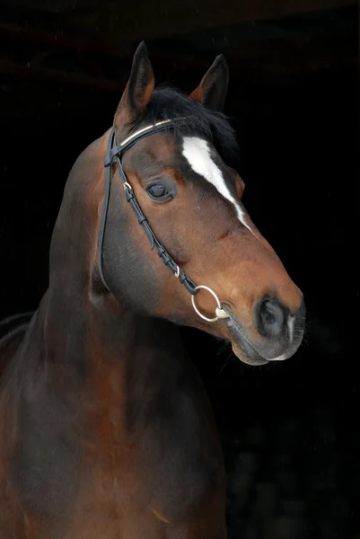 誇りに思っている馬の肖像画 — ストック写真