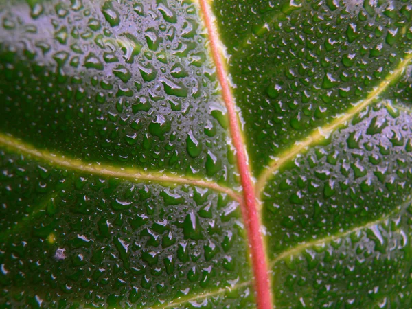 stock image Leaf