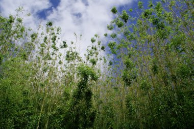 Bambu ağaçları