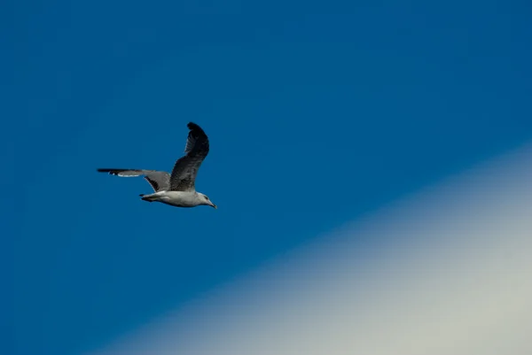 stock image Seagull