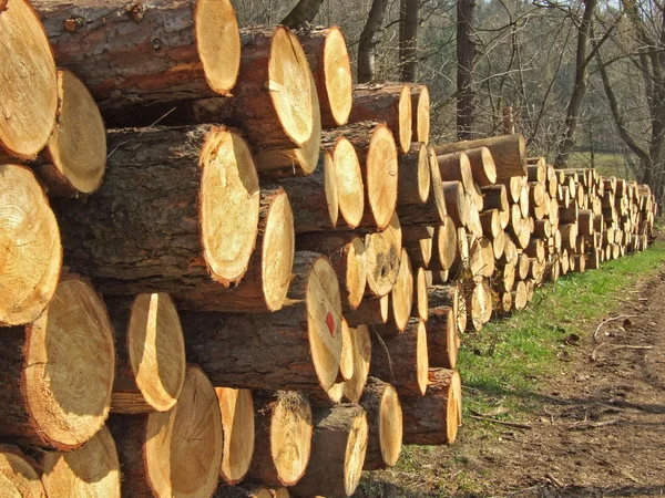 Dřevo — Stock fotografie