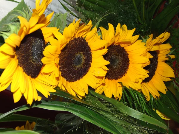 stock image Sunflowers