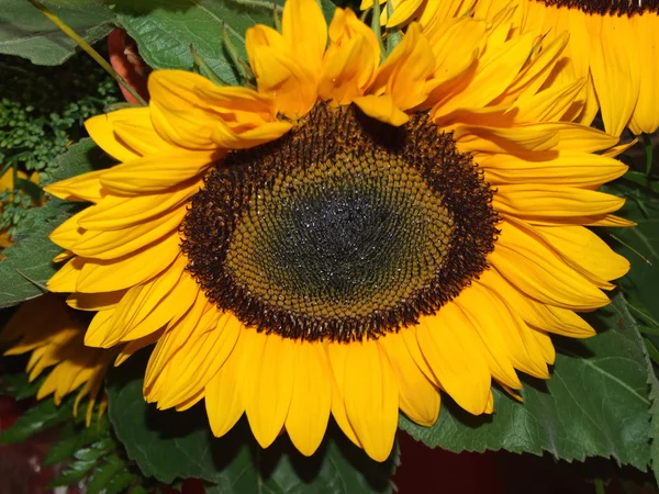 stock image Sunflower