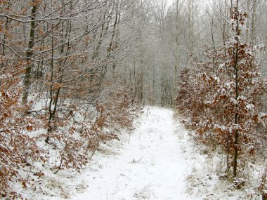 Winter path clipart