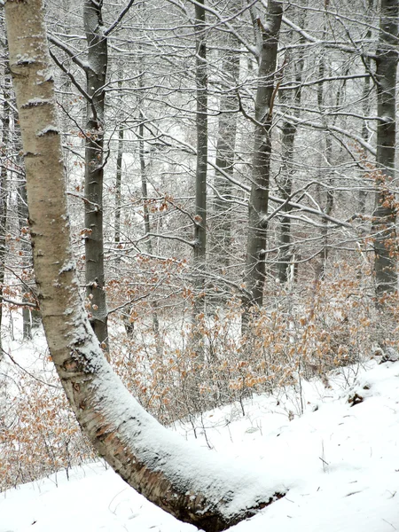 Invierno Forrest —  Fotos de Stock