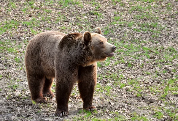 힘이 곰 — 스톡 사진