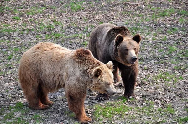 Dois ursos brawn — Fotografia de Stock