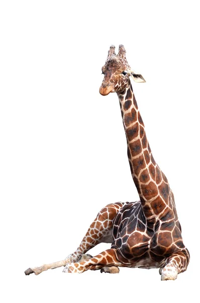 Giraffe Ліцензійні Стокові Зображення
