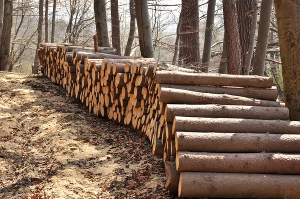 Montones de madera —  Fotos de Stock