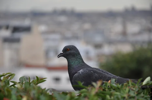 Pássaro em uma cidade — Fotografia de Stock