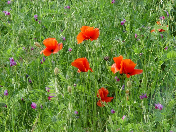 stock image Poppies