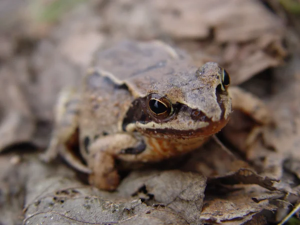 stock image Frog