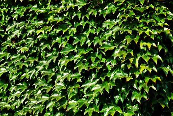 stock image Leaf texture