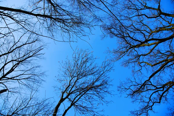 Drzewa na błękitne niebo — Zdjęcie stockowe
