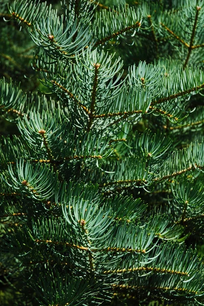 stock image Pine branch