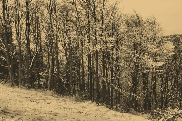 Adegan musim dingin — Stok Foto