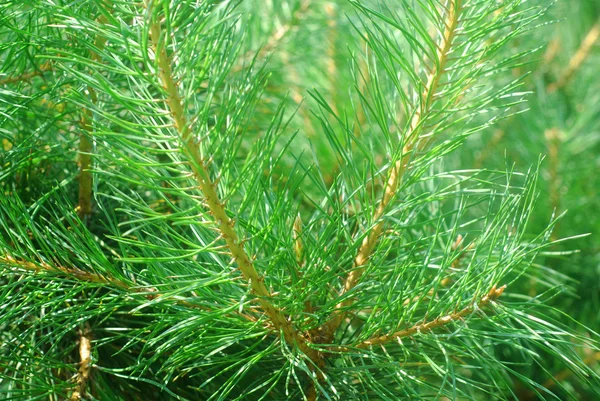 stock image Pine branches