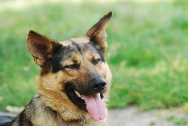 Güzellik köpek portre