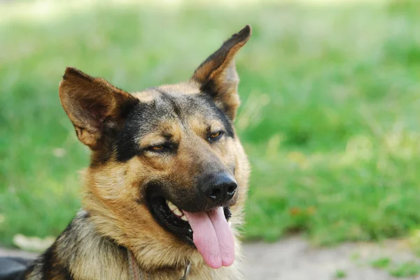 stock image Beauty dog portrait