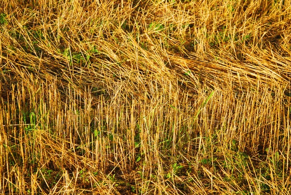 Arany, fénylő, száraz fű — Stock Fotó