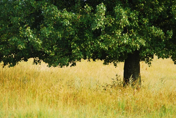 Drzewa — Zdjęcie stockowe