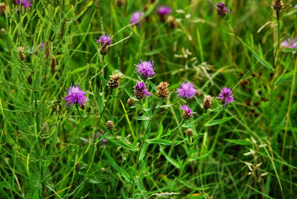 stock image Flowers