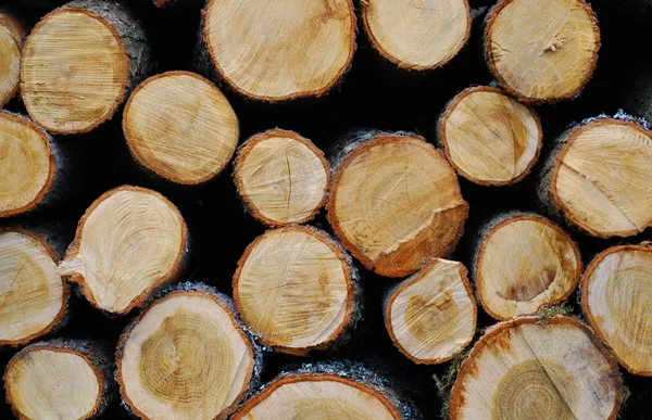 Σωρός ξύλινων κορμών — Φωτογραφία Αρχείου