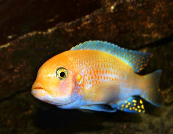 Malawi fisk — Stockfoto