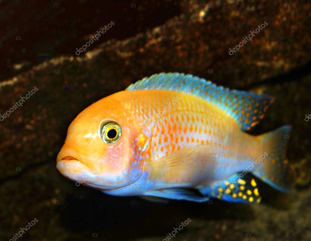 Malawifische — Stockfoto © wawritto 2087316