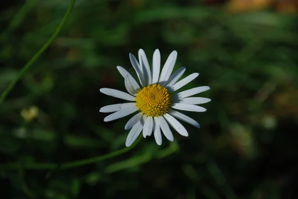 güzel beyaz çiçek