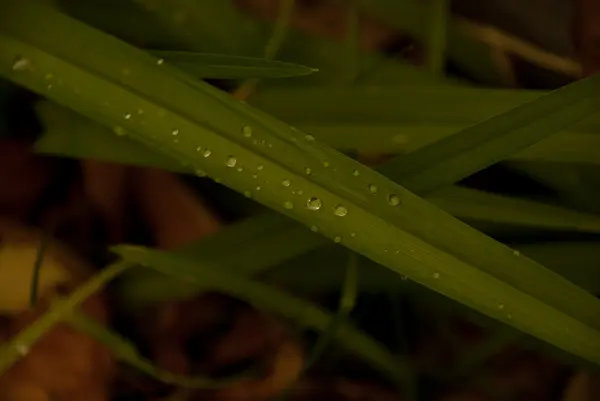 yaprak üzerinde Waterdrops