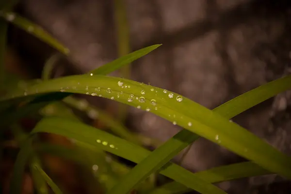 yaprak üzerinde Waterdrops