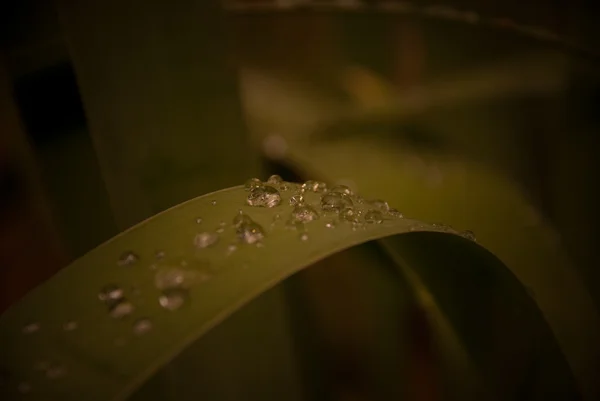 Waterdrops on leaf — Stock Photo, Image