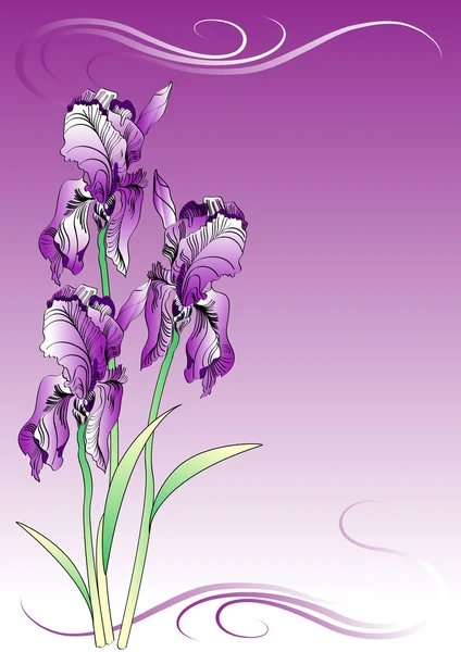 Schwertlilien floralen Hintergrund — Stockvektor