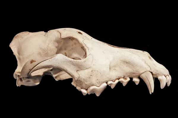 Crânio de um lobo (Canis lupus ) — Fotografia de Stock