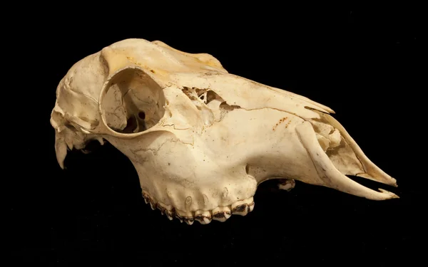 Karaca capreolus capreolus kafatası — Stok fotoğraf