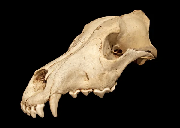 Kafatası bir kurt (Canis lupus) — Stok fotoğraf