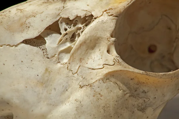 Череп косули Capreolus capreolus — стоковое фото