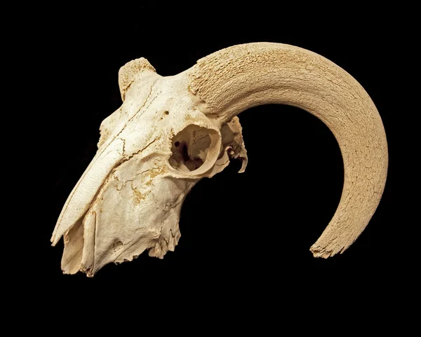 Skalle av en mufflonfår (ovis orientalis) — Stockfoto