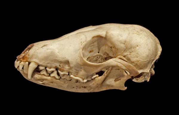 Schädel eines Polarfuchses (vulpes lagopus)) — Stockfoto