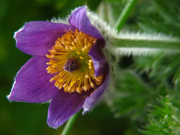 stock image Flower