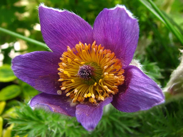 Stock image Flower